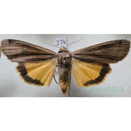 Noctua pronuba (Linnaeus, 1758) Rolnica tasiemka Czech27k